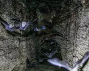 Bat Guano Research in Mozambique's Gorongosa Park Reveals Ecosystem Secrets