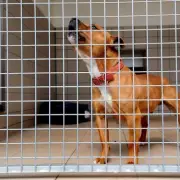 Battersea Issues Health Warning Over 'Cute' Pets with Extreme Features