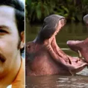 Billionaire's Son Offers to Rehome Pablo Escobar's Cocaine Hippos
