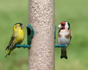 Bird Feeder Pecking Order Sparks Debate on Wildlife Feeding Ethics