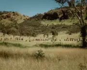 Body Found in Search for Missing Alice Springs Girl, Police Confirm