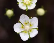 Bog Star's Demise: A Botanist's Lament for a Vanishing Wildflower
