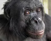 Bonobos Pretend, Chimps Think Rationally: Apes More Like Us Than Thought