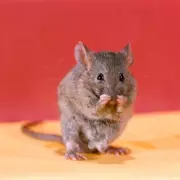 Catering Firm Fined £120k Over Mouse-Infested School Kitchen