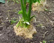 Celeriac: The Ugly Vegetable with a Substantial Harvest for Gardeners