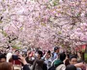 Cherry Blossom Legacy Lives On: 1,200-Year Climate Record Secured After Scientist's Death