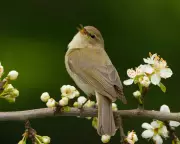 Chiffchaffs Arrive Early in Britain as Climate Change Alters Migration Patterns