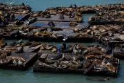 Chonkers the Sea Lion Rescued from San Francisco Bay Area