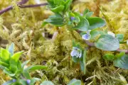 Climate Change Transforms Garden Lawns: Moss Replaces Grass in Somerset
