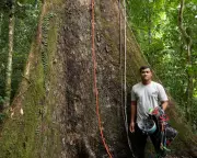Climbing the World's Tallest Tropical Tree: A Conservationist's Journey