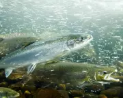 Cocaine Pollution in Rivers Disrupts Salmon Behavior, Study Reveals