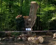 Contractor Identified in Ancient London Oak Felling Scandal