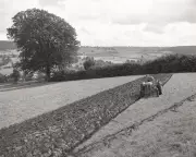 Country Diary 1951: Spring Rush on the Farm in Herefordshire