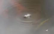 Country Diary: The Simple Pleasure of Watching Whirligig Beetles