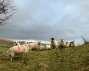 Cumbrian Farmers Fear Lamb Losses from Planned White-Tailed Eagle Reintroduction