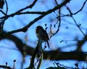 Dawn Chorus Silenced: Council's Development Threat to Derbyshire Wildlife Haven