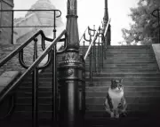 Deborah Levy's Parisian Fiction Explores Gertrude Stein Through Lost Cat Tale