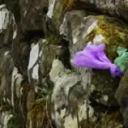 Dog Waste Crisis at Hadrian's Wall Sparks Outrage Among Conservationists