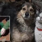 Drone Rescues Cat and Dog from Ukraine Warzone in Daring 12km Flight