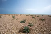 Dungeness 1976: A Desert of Shingle and Birdlife in Kent