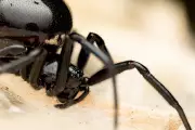 False Widow Spider Surge Hits London, Found at Buckingham Palace