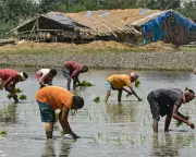 Fertilizer Shortages from Iran War Threaten India and Sri Lanka Food Security