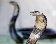 German Tourist Dies After Snake Bite at Egypt Show