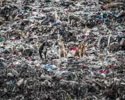 Germany Top Plastic Waste Exporter in 2025; UK, Turkey, Malaysia Hit Hard