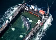 Germany's Stranded Humpback Whale Timmy Rescued in High-Stakes Operation