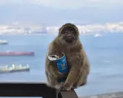 Gibraltar Macaques Eat Soil to Counteract Tourist Junk Food Effects