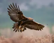 Golden Eagles Could Return to England After 150-Year Absence