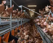 Government's Industrial Chicken Farm Plan Faces Criticism Over Sustainability
