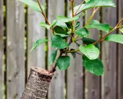 Grafting Magic: How to Grow Full-Size Fruit Trees in Small Gardens