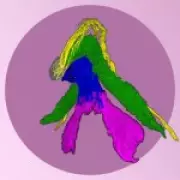 Groundbreaking 3D Map of Clitoris Reveals Unprecedented Detail