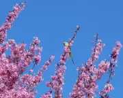 Guardian Readers' Global Photography Showcase: From London Parakeets to Thai Temples