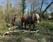 Heavy Horses Replace Machines in Sustainable Dorset Logging Operation