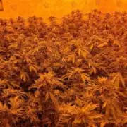 Homebuyer Discovers £70,000 Cannabis Farm in Newly Purchased Property