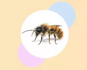 How to Save Solitary Bees: Eight Essential Steps for Gardeners