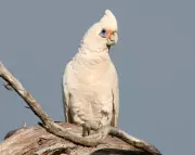 Invasive Little Corellas Terrorize Kangaroo Island with No End in Sight