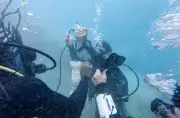 Jamaica's Coral Reefs Show Remarkable Recovery After Conservation Efforts