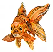 Kids Quiz: Can Fish Smell? Decoding the 'Six Seven' Meme Meaning
