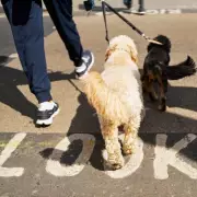 London Dog Attacks Decline but Remain Above Pre-Pandemic Levels