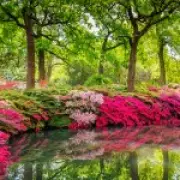 London's Isabella Plantation: A Secret Garden That Photos Can't Capture