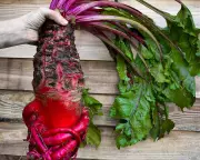 Mangelwurzel's Meteoric Rise: From Cattle Feed to Chelsea Flower Show Star