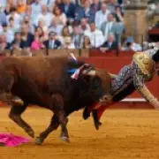 Matador Gored in Rectum: 'Karma' Says Public After Bull Attack