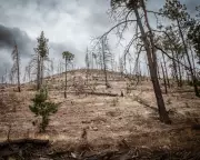 Mexico Logging Cartels Ravage Sierra Tarahumara Forests