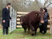 More Wild Cows Roam South London: Spot Them at Tolworth's Rewilding Site