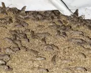 Mouse Plague Alarms WA and SA Farmers as Numbers Surge to Crisis Levels