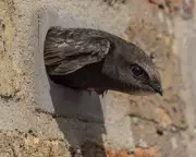 Network Rail Criticized for Blocking Swift Nests in Derbyshire Viaduct Refurbishment