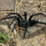 New Tarantula Genus Discovered, Named for Giant Male Genitalia